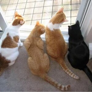 $10 - Street Tuffs - Unlisted Item